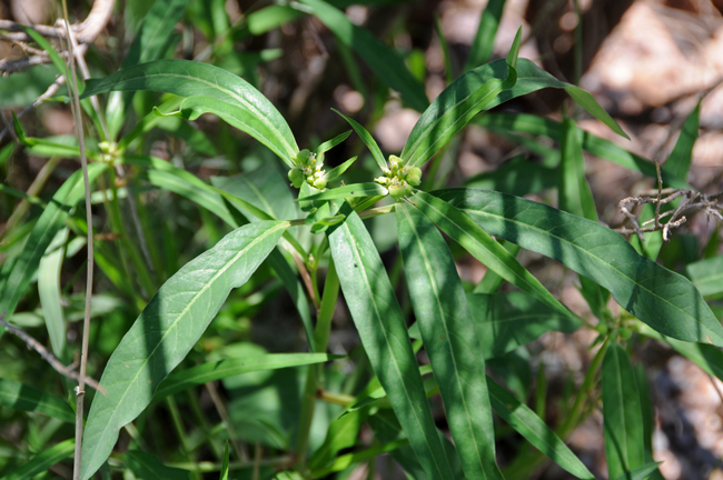 Mexican Fireplant leaves are bright green on the surface, bottoms are pale green. Euphorbia heterophylla Leaf shapes highly variable from linear to ovate, obovate, elliptic or lanceolate.